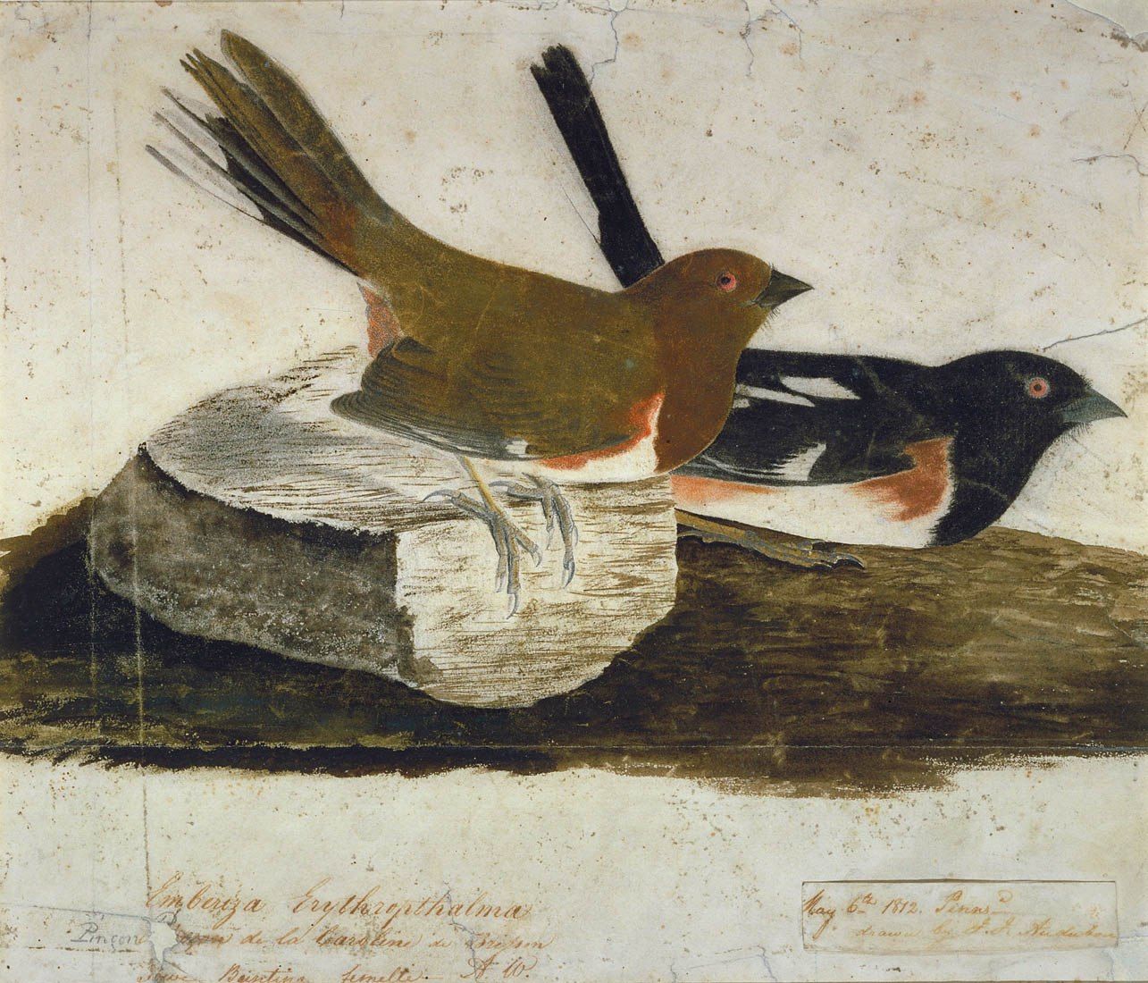 John James Audubon Towhee Bunting